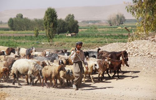 Shepherd with sheep